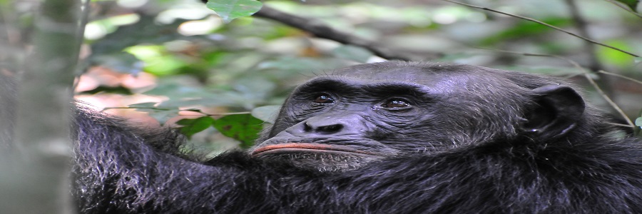 13-days-Uganda/kidepo-and-gorilla-safari